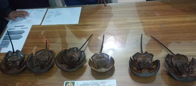 ପଶ୍ଚିମବଙ୍ଗରୁ ଆଣି ବାରିପଦାରେ ବିକ୍ରି କରୁଥିବା ବେଳେ ବନ ବିଭାଗ ଧରିଲା, ବିରଳ ପ୍ରଜାତିର ୧୨ ସାମୁଦ୍ରିକ କଙ୍କଡା ଉଦ୍ଧାର