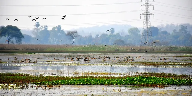 ଧ୍ୱଂସ ମୁହଁରେ ପ୍ରାକୃତିକ ବିଭବ : ଆଉ ଆସିବେନି ଅତିଥି ପକ୍ଷୀ!