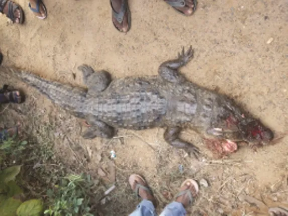 କୁନ୍ଦୁରା : ଅଜଣା ଗାଡ଼ି ଧକ୍କାରେ ମରିଗଲା କୁମ୍ଭୀର