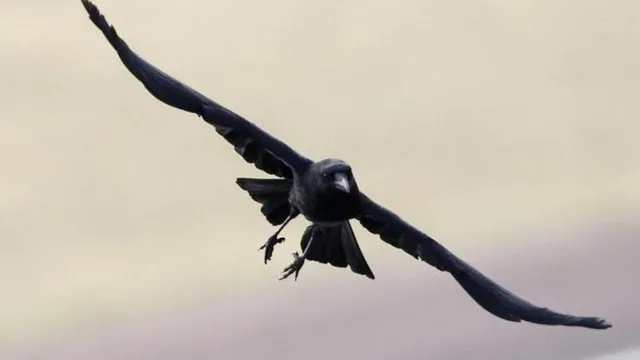 ଚିକେନ୍‌ ଷ୍ଟଲ୍‌କୁ କୁଆ ମାଂସ ବିକ୍ରି କରି ଦୁଇ ବ୍ୟକ୍ତି ଗିରଫ