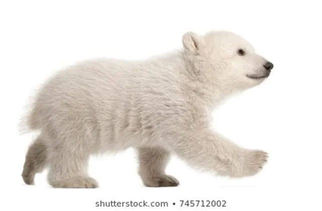 ବିରଳ ଧଳା ଭାଲୁ ଛୁଆକୁ ଉଦ୍ଧାର କରିଛି ଖୋର୍ଧା ବନ ବିଭାଗ