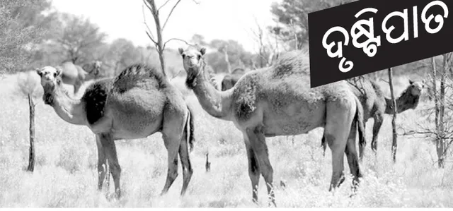 ଦୃଷ୍ଟିପାତ: ଓଟ ବଧ ଯୋଜନା