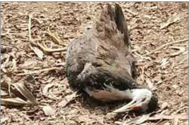 ବିଦେଶୀ ପକ୍ଷୀ ଉପରେ ନଜର: ଭିତରକନିକାରେ ୨ ମୃତ, ଚିଲିକାରେ ୧୫ ଅସୁସ୍ଥ