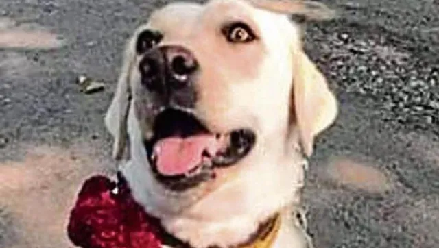 କୁକୁରକୁ ପିଟିପିଟି ମାରିଦେଲେ, ଥାନାରେ ମାମଲା