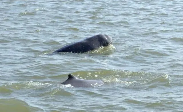 ଚିଲିକାରେ ଡଲଫିନ୍ ଗଣନା ସରିଲା : ଏକାଧିକ ଟିମ୍‌ ସୂଚନା ନ ପାଇ ଫେରିଲେ, ସାତପଡ଼ାରେ ସଂଖ୍ୟା କମିବା ଆଶଙ୍କା