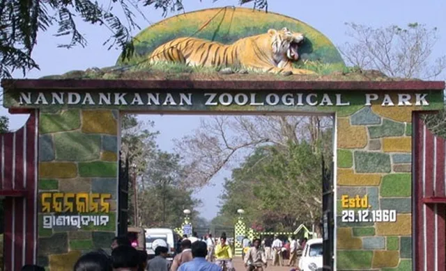 ସିଙ୍ଗାପୁରରୁ ନନ୍ଦନକାନନକୁ ଆସିବ ଧଳା ଗଣ୍ଡା