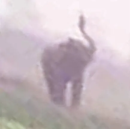 ଯାହାକୁ ଦେଖିଲା ମାରିଲା ଦନ୍ତା : ୨ ଜଣଙ୍କୁ ଦଳିଦେଲା, ୫୦ରୁ ଊର୍ଦ୍ଧ୍ୱ ଆହତ