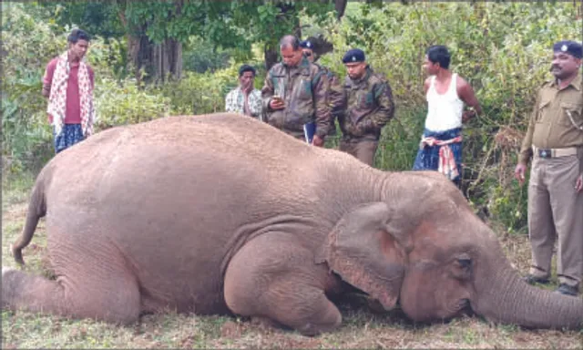 ମାଲ ଗାଡ଼ି ଧକ୍କାରେ ମାଈ ହାତୀର ମୃତ୍ୟୁ