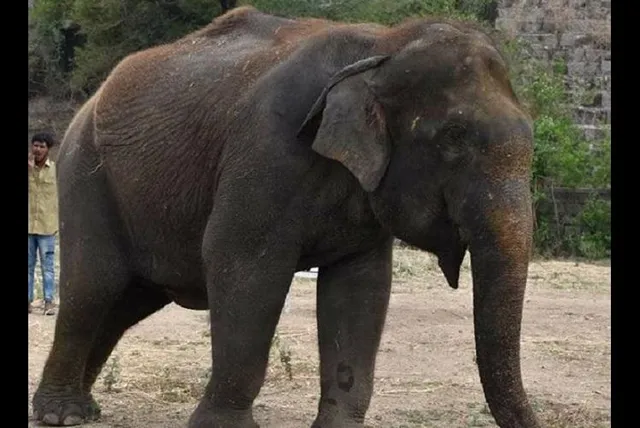 ପୁଣି ଏକ ମାଈ ହାତୀର ମୃତ୍ୟୁ, ହତ୍ୟା ସନ୍ଦେହ, ଏକ ସପ୍ତାହ ମଧ୍ୟରେ ଦ୍ୱିତୀୟ ଘଟଣା