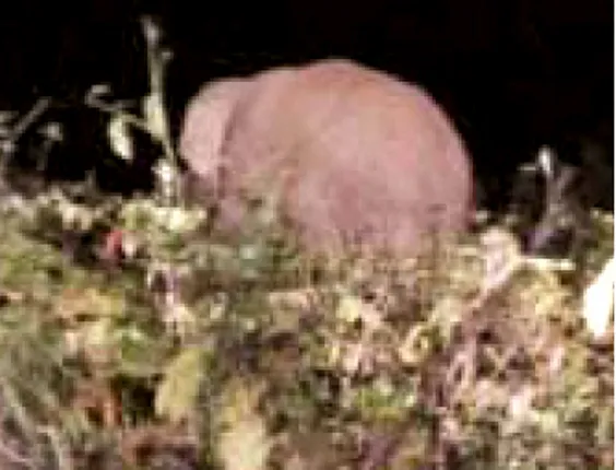 ଚନ୍ଦଳି ଜଙ୍ଗଲରୁ ହାତୀର ଗଳିତ ଶବ ଉଦ୍ଧାର