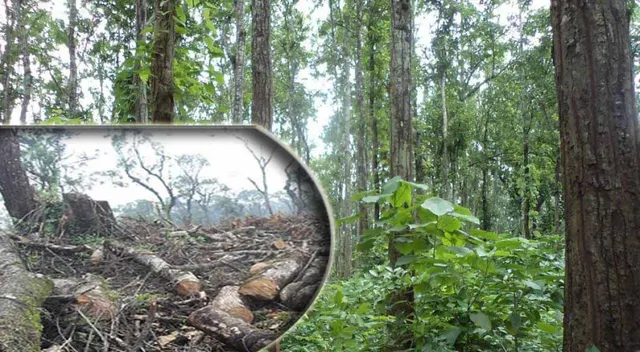 ଦଶପଲ୍ଲାରେ ଲୋପ ପାଉଛି ସବୁଜ ବନାନୀ : ଫାର୍ମ ହାଉସ୍‌ ପାଇଁ ଖୋର୍ଦ୍ଧା–ବଲାଙ୍ଗୀର ୫୭ ନମ୍ବର ଜାତୀୟ ରାଜପଥର ଶାଳଭଙ୍ଗା ଜଙ୍ଗଲରୁ ମାରି ଦିଆଯାଉଛି ମୂଲ୍ୟବାନ ଶାଳ ଗଛ