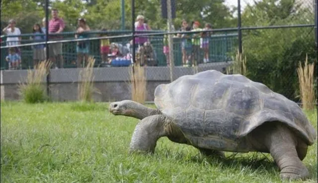 ୫୦ ବର୍ଷ ମଧ୍ୟରେ ୮୦୦ ଛୁଆଙ୍କ ବାପା ହୋଇ ରେକର୍ଡ କଲା କଇଁଛ