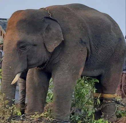 ଶେଷରେ ଚନ୍ଦକା ଆସିଲା ନରହନ୍ତା ଦନ୍ତା : ତାଲିମ୍ ଦେବେ ଆସାମର ମାହୁନ୍ତ