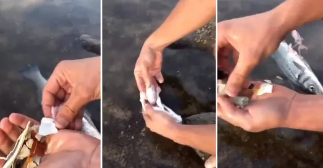 ମାଛ ପେଟରୁ ବାହାରିଲା ପୁଳା ପୁଲା ପ୍ଲାଷ୍ଟିକ୍‌ ! ଭିଡିଓ ଭାଇରାଲ