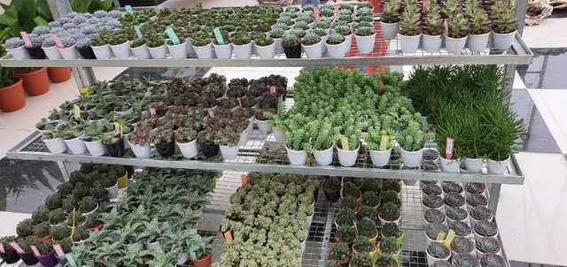 ରାଜଧାନୀରେ ଖୋଲିଲା ନର୍ସରି ‘ଅରାଗ୍ରିନ୍ସ’, ନର୍ସରିରେ ରହିଛି କଣ୍ଟା ଜାତୀୟ ଅର୍କିଡ୍, ସୁକୁଲେଣ୍ଟ ଭଳି ୧୫୦ ପ୍ରକାରର ଛୋଟ ବୃକ୍ଷ