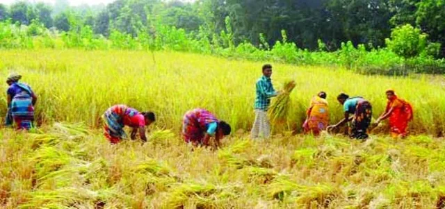 ବ୍ରହ୍ମଗିରି ବ୍ଲକ୍‌ରେ ଧାନ କ୍ଷେତ ପାଇଁ ଶ୍ରମ ଶକ୍ତିର ଅଭାବ : ଅନ୍ୟ ଜିଲ୍ଲାରୁ ଆସୁଛନ୍ତି ଶ୍ରମିକ