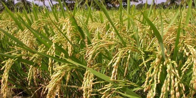 ଖାଦ୍ୟଶସ୍ୟ ଉତ୍ପାଦନ ପାଇଁ ପୁଣି ଥରେ ଓଡ଼ିଶାକୁ କେନ୍ଦ୍ର ପୁରସ୍କାର