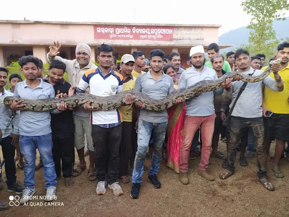 ଢ଼େଙ୍କାନାଳ : ହୋମ୍‌ ପାଇପ୍‌ ଭିତରୁ ବାହାରିଲା ୬ଟି ବିଶାଳ ଅଜଗର ସାପ, ଗ୍ରାମବାସୀ ଭୟଭୀତ