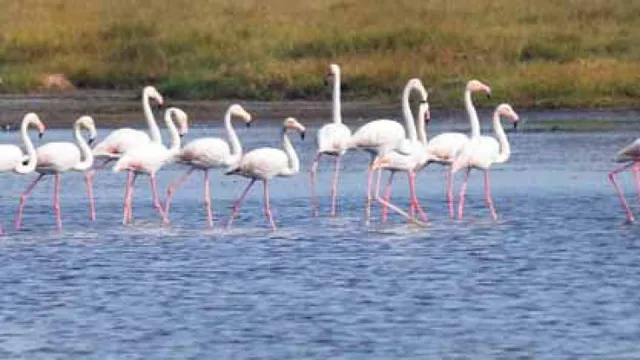 ଭିତରକନିକାରେ ବଢ଼ିଲେ ବିଦେଶାଗତ ପକ୍ଷୀ, ୧୧୫ ପ୍ରଜାତିର ପକ୍ଷୀଙ୍କ ସଂଖ୍ୟା ୧,୧୮,୩୨୬