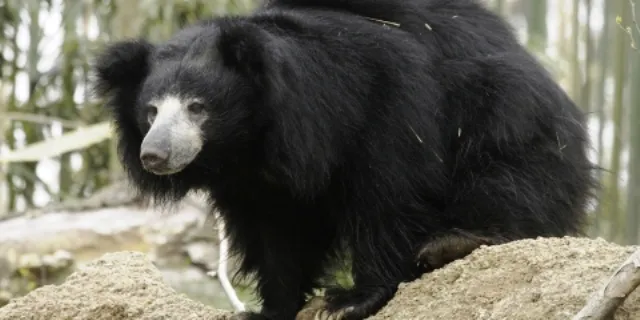 ଗାଈ ଚରାଇବା ହେଲା କାଳ, ଭାଲୁ ଆକ୍ରମଣରେ ନାବାଳକଙ୍କ ଜୀବନ ଗଲା