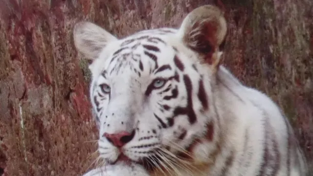 ନନ୍ଦନକାନନରେ ଶାବକ ଜନ୍ମକଲା ଧଳାବାଘୁଣୀ ସ୍ନେହା