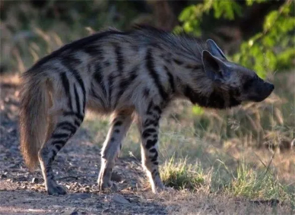 ଖାଲି ହାତରେ ହେଟାବାଘ ସହ ଲଢ଼େଇ କରି ଜଣେ ଆହତ