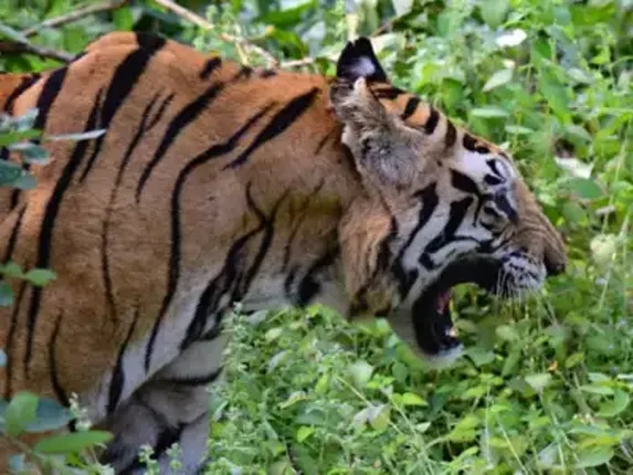 ୨୦୧୯ରେ ଭାରତ ହରାଇଛି ୧୧୦ ବାଘ ଓ ୪୯୧ କଲରାପତ୍ରିଆ: ରିପୋର୍ଟ