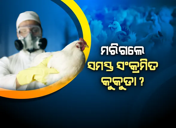 ଓୟୁଏଟିରେ ୧୦୦୦ କୁକୁଡା ମାରିଲା ରାପିଡ ରେସପନ୍ସ ଟିମ୍; ଗଭୀର ଗାତ କରି ମଲାକୁକୁଡା ପୋତାଗଲା