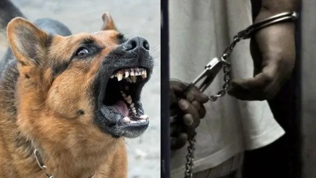 ସାବଧାନ୍‌! ପଡ଼ୋଶୀଙ୍କୁ କୁକୁର କାମୁଡ଼ିବା ପରେ ଜରିମାନା ଦେଇ, ବର୍ଷକ ପାଇଁ ‌ଜେଲ ଗଲେ ମାଲିକ...