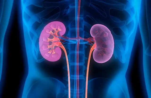 କରନ୍ତୁ ନାହିଁ ଏହି ୪ଟି ଭୁଲ, ଖରାପ ହୋଇ ଯାଇପାରେ ଆପଣଙ୍କ କିଡନି!