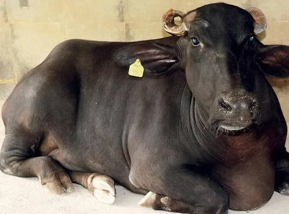 କ୍ଷୀର ଦେବାରେ ବିଶ୍ୱ ରେକର୍ଡ କରିଥିବା ମଇଁଷିକୁ ଏହି କାରଣରୁ ମାଲିକ ୫୧ଲକ୍ଷ ଟଙ୍କାରେ ବିକ୍ରି କରି ଦେଲେ