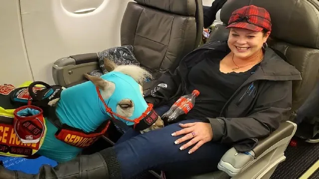 ପୋଷା ଘୋଡ଼ାକୁ ନେଇ ବିମାନରେ ଯାତ୍ରା କଲେ ମହିଳା