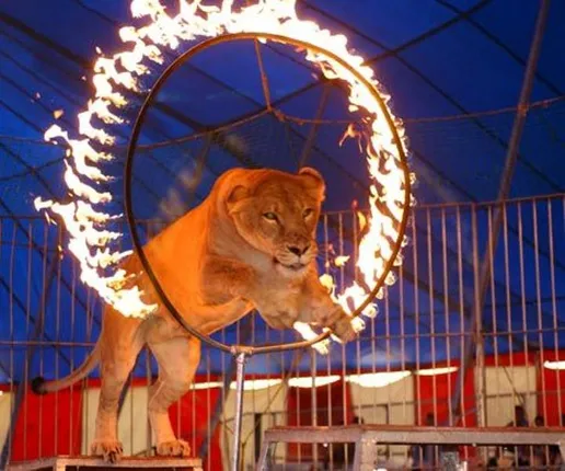 ୧୩ ବର୍ଷ ପରେ ସର୍କସର ତାରବାଡରୁ ମୁକ୍ତ ହେଲା ସିଂହ, ଅନୁଭବ କଲା ମାଟିର ମହକ