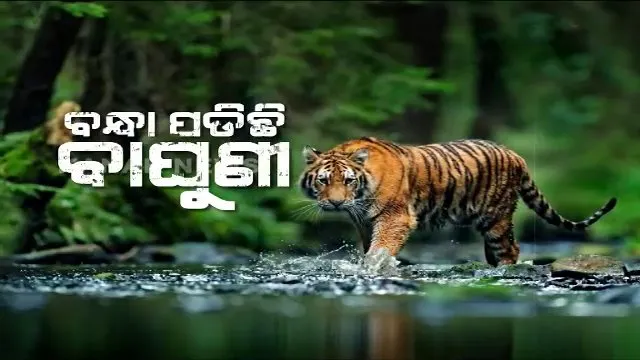 ପୁଣି ଟ୍ରାଙ୍କୁଲାଇଜ୍‌ ହେଲା ବାଘୁଣୀ ‘ସୁନ୍ଦରୀ’: ଦୁଇ ବର୍ଷରେ ତୃତୀୟ ଥର ପାଇଁ କରାଗଲା ଟ୍ରାଙ୍କୁଲାଇଜ୍‌, ବେକରୁ କଢାଗଲା ରେଡ଼ିଓ କୋଲାର 