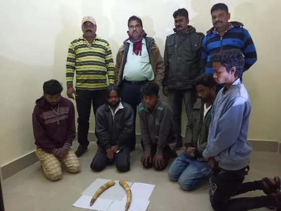 ୭୦୦ ଓ ୬୦୦ ଗ୍ରାମ୍‌ ଓଜନର ଦୁଇ ଖଣ୍ଡ ହାତୀଦାନ୍ତ ଜବତ, ୫ ଗିରଫ