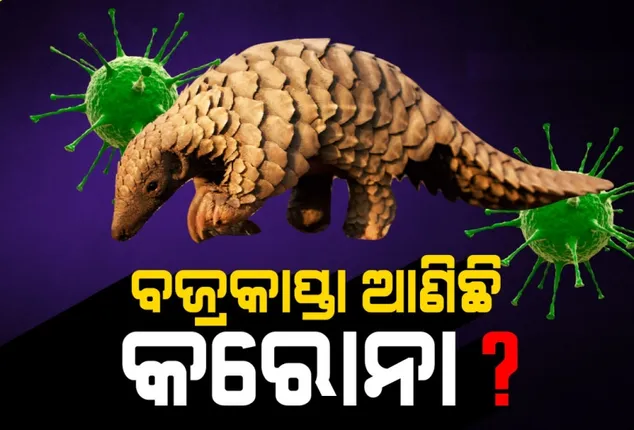 ବାଦୁଡ଼ି ପରେ ଏବେ ଚର୍ଚ୍ଚାରେ ବଜ୍ରକାପ୍ତା: କରୋନା ଆକ୍ରାନ୍ତଙ୍କଠାରୁ ଓ ବଜ୍ରକାପ୍ତା ଶରୀରରୁ ମିଳୁଥିବା ଭୂତାଣୁ ମଧ୍ୟରେ ରହିଛି ୯୯ ପ୍ରତିଶତ ସମାନତା !
