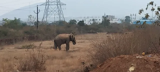 ଚମ୍ପୁଆ : ଉଦ୍ଧାରହେଲେ କେନାଲରେ ଖସିପଡ଼ିଥିବା ୨ ହାତୀଛୁଆ