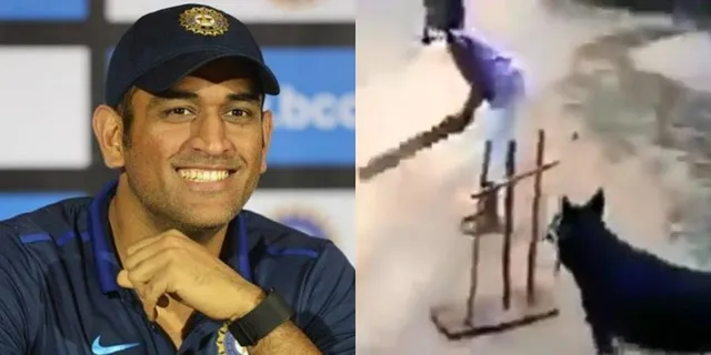 କୁକୁରଟିର ଚମତ୍କାର ଫିଲ୍ଡିଂ ଦେଖିବା ପରେ ଧୋନୀଙ୍କ ପୋଷା ବୋଲି କହିଲେ ଟ୍ବିଟରିୟାନ୍