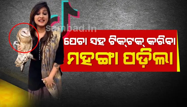 ପେଚା ସହିତ ଟିକ୍‌ଟକ୍‌ ଭିଡିଓ କରିବା ଯୁବତୀଙ୍କୁ ମହଙ୍ଗା ପଡ଼ିଲା, ଗଣିବାକୁ ପଡ଼ିଲା ତଣ୍ଡ