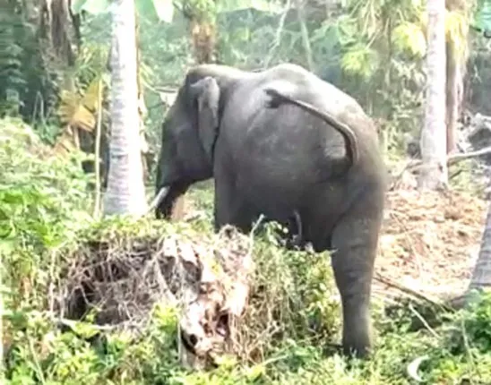 ଜଙ୍ଗଲକୁ କାଠ ସଂଗ୍ରହ ପାଇଁ ଯାଇଥିଲେ ମହିଳା, ଦନ୍ତା ହାତୀ ଆକ୍ରମଣରେ ଜୀବନ ଗଲା