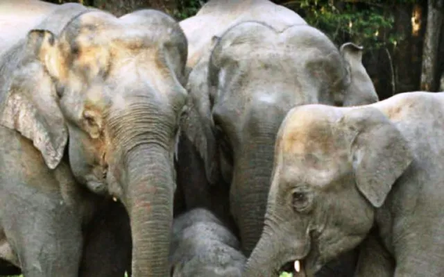 ବିଲୋପ ହେବାକୁ ଯାଉଛନ୍ତି ଭାରତର ୩ଟି ପ୍ରଜାତି ସମେତ ବିଶ୍ୱର ୧୦ଟି ପ୍ରଜାତିର ପଶୁପକ୍ଷୀ