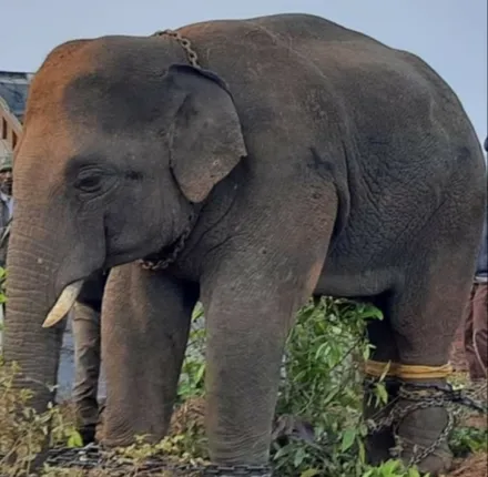 ନରମୁ ନାହିଁ ଯାଜପୁରର ନରହନ୍ତା, ମିନି ଏନ୍‌କ୍ଲୋଜରରେ ରହିବ