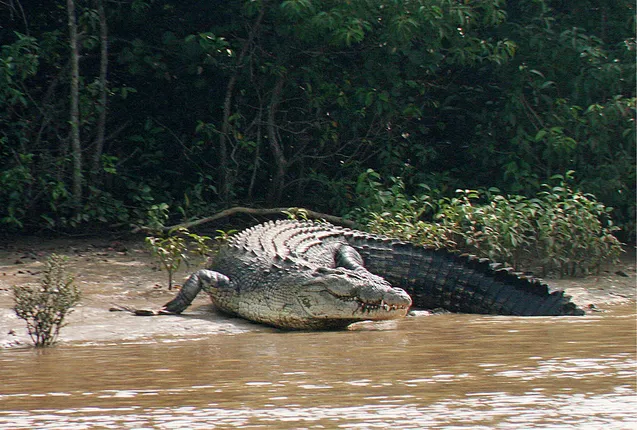 ଜାନୁଆରି ୪ରୁ ୧୪ ଭିତରକନିକା ବନ୍ଦ