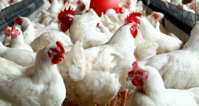 ବାର୍ଡଫ୍ଲ ସଂକ୍ରମଣ ରୋକିବାକୁ ବ୍ୟାପକ ସତର୍କତା, ୪ ରାଜ୍ୟରେ କେନ୍ଦ୍ରୀୟ ଟିମ୍‌