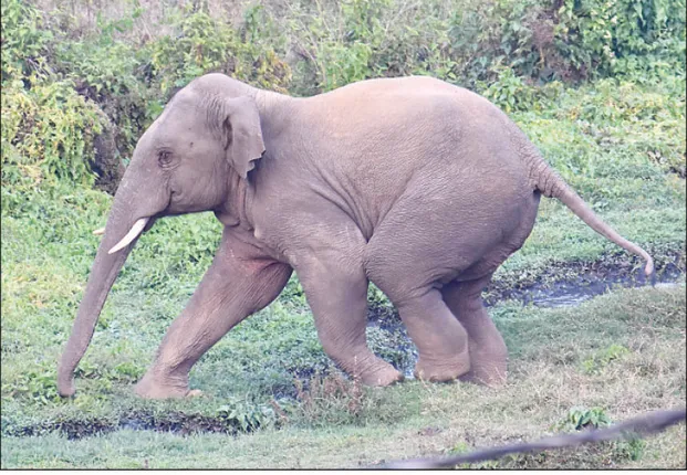 ହାତୀପଲରେ ମିଶି ପାରୁନି ନରହନ୍ତା ଦନ୍ତା, ଆଠଗଡ଼ ଜଙ୍ଗଲକୁ ଯିବ!