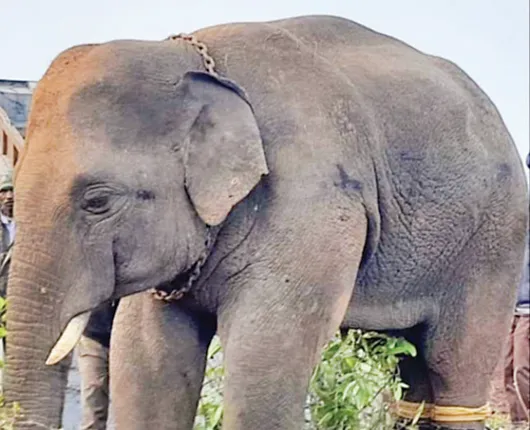 ଯାଜପୁରର ନରହନ୍ତା ଦନ୍ତା ନରସିଂହା ଅସୁସ୍ଥ, ଚାରି ଗୋଡ଼ରେ ଘା’