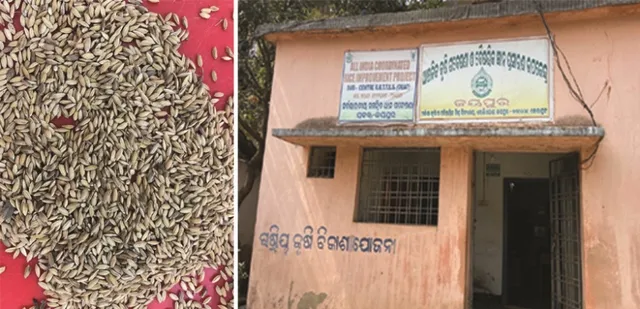 ଆରଆରଟିଟିଏସଏସର ଗବେଷଣା : ଚାଷୀଙ୍କୁ ହସାଇବ ଚକଡା ନିରୋଧୀ ଧାନ ‘ହର୍ସନ୍ତ’, ୧୫୦ ଦିନରେ ଦେବ ହେକ୍ଟରକୁ ୫୫କୁଇଣ୍ଟାଲ ଧାନ