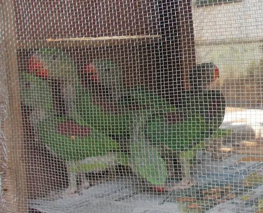 ଆଗକୁ ଆସୁଛି ଶିବରାତ୍ରୀ, ରାମଗିରିରେ ମାତିଛନ୍ତି ଶୁଆ ଦଲାଲ