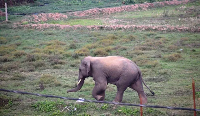 ଭୁବନେଶ୍ବରରେ ପଶିଲା ଦନ୍ତା, କରୋନୀରେ ପଶି ପାଚେରୀ ଭାଙ୍ଗିଲା