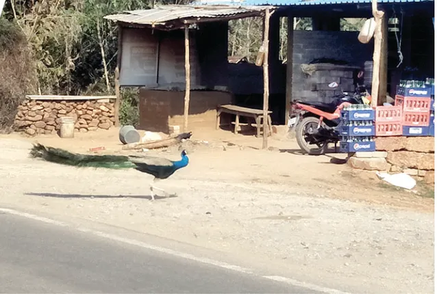 ବିପଦରେ ଶିଖରଚଣ୍ଡୀ ମୟୂର